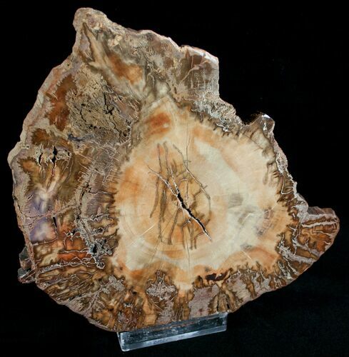 Beautiful Araucaria Petrified Wood Slab - x #6768